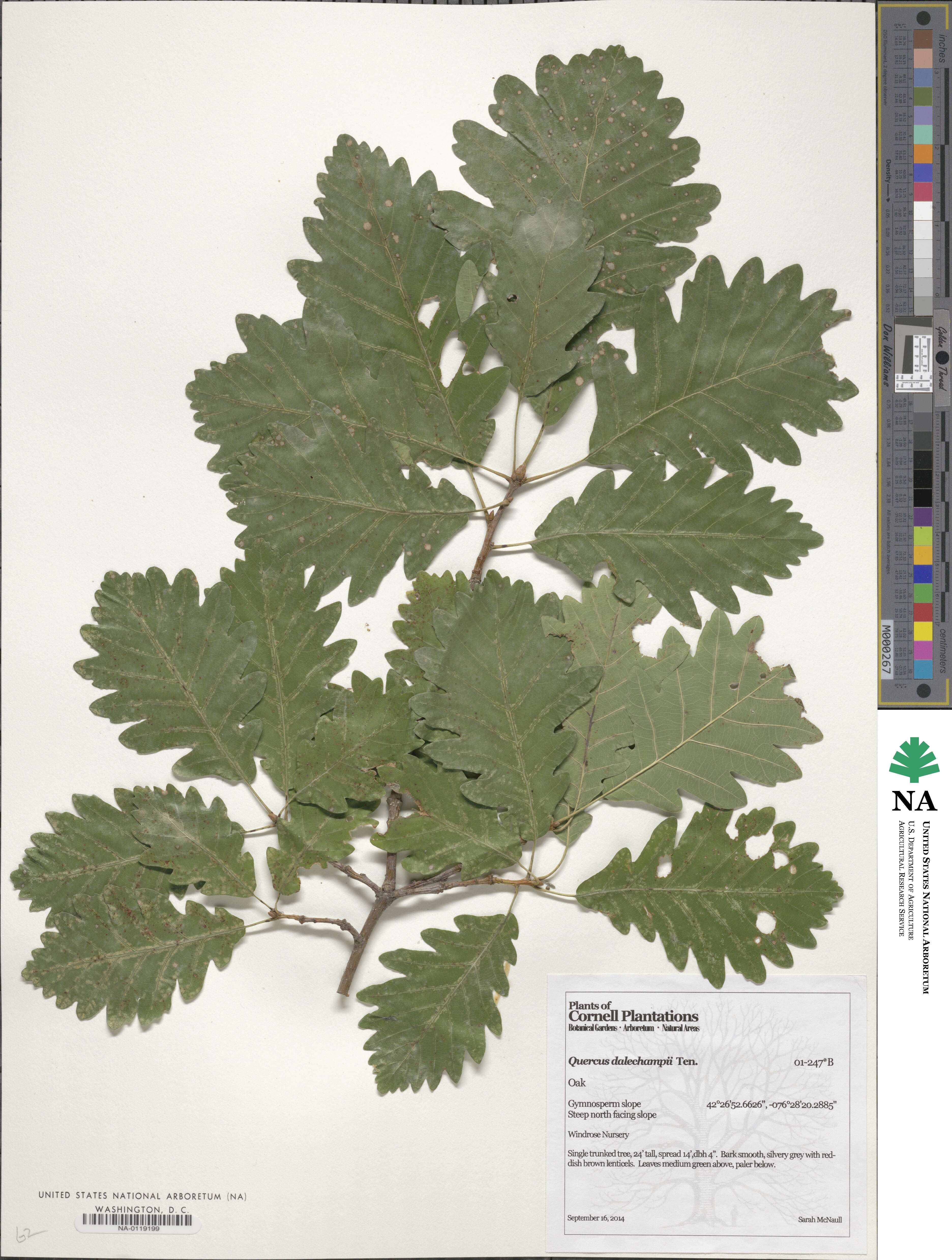 Quercus dalechampii image