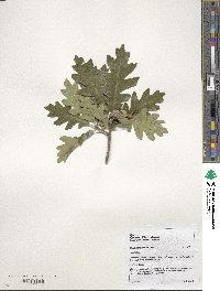 Quercus gambelii image