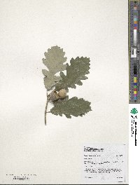 Quercus faginea image