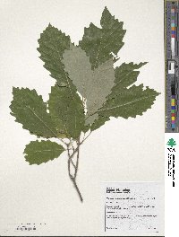 Quercus muehlenbergii image