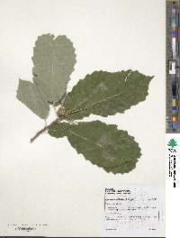 Quercus muehlenbergii image