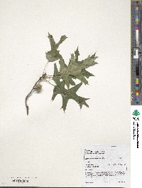 Quercus palustris image