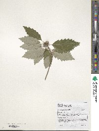 Quercus prinoides image