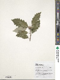 Quercus prinoides image