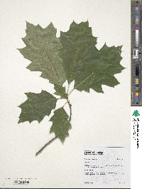 Quercus rubra image