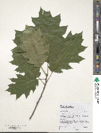 Quercus rubra image