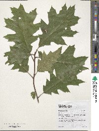 Quercus rubra image