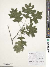 Quercus shumardii image