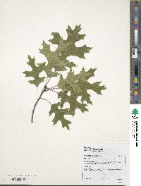 Quercus velutina image