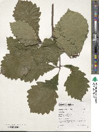 Quercus michauxii image