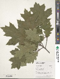 Quercus rubra image