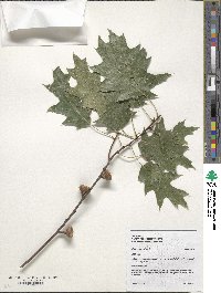 Quercus rubra image