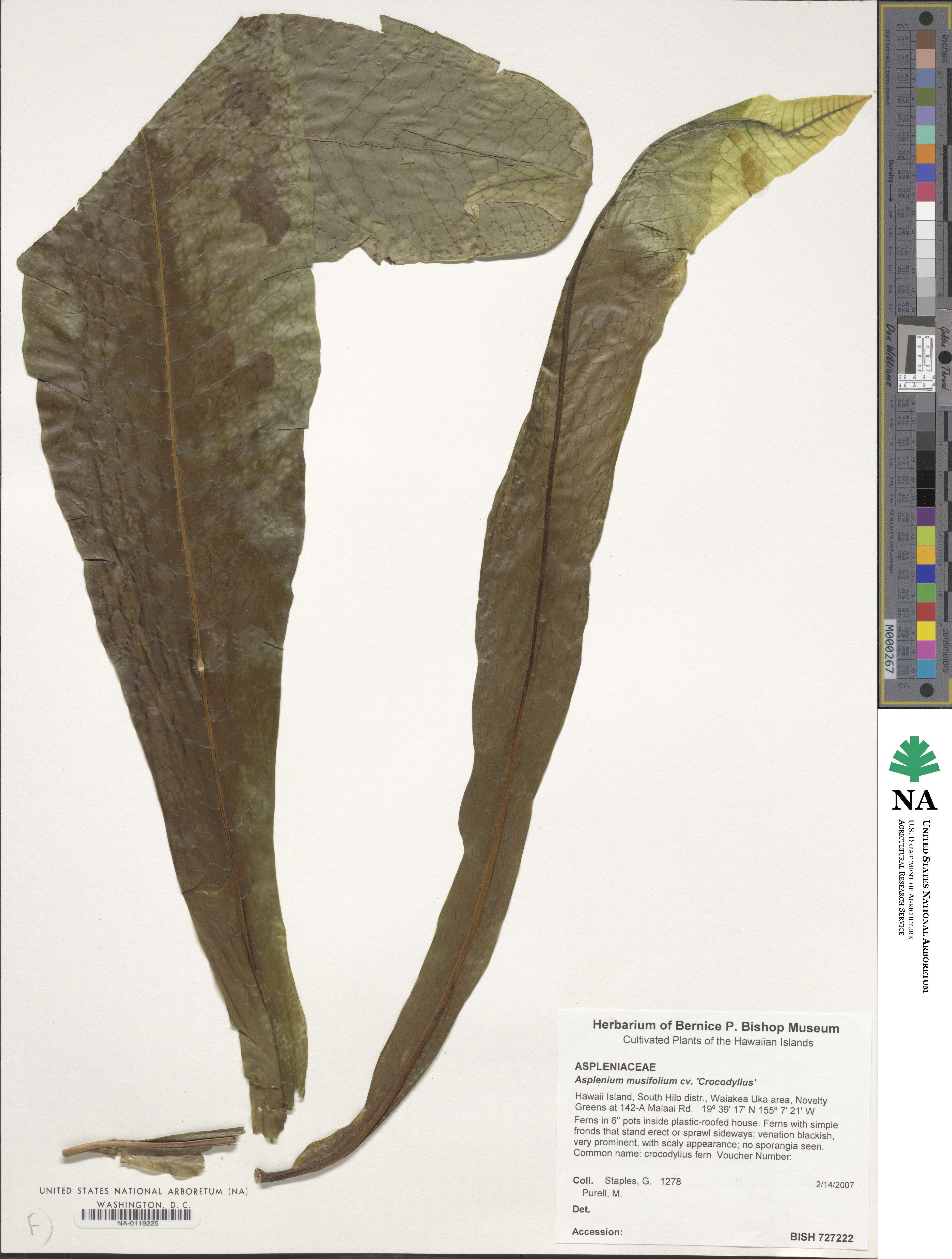 Asplenium musifolium image