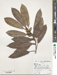 Ficus drupacea image