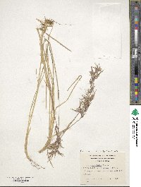 Poa alopecurus image