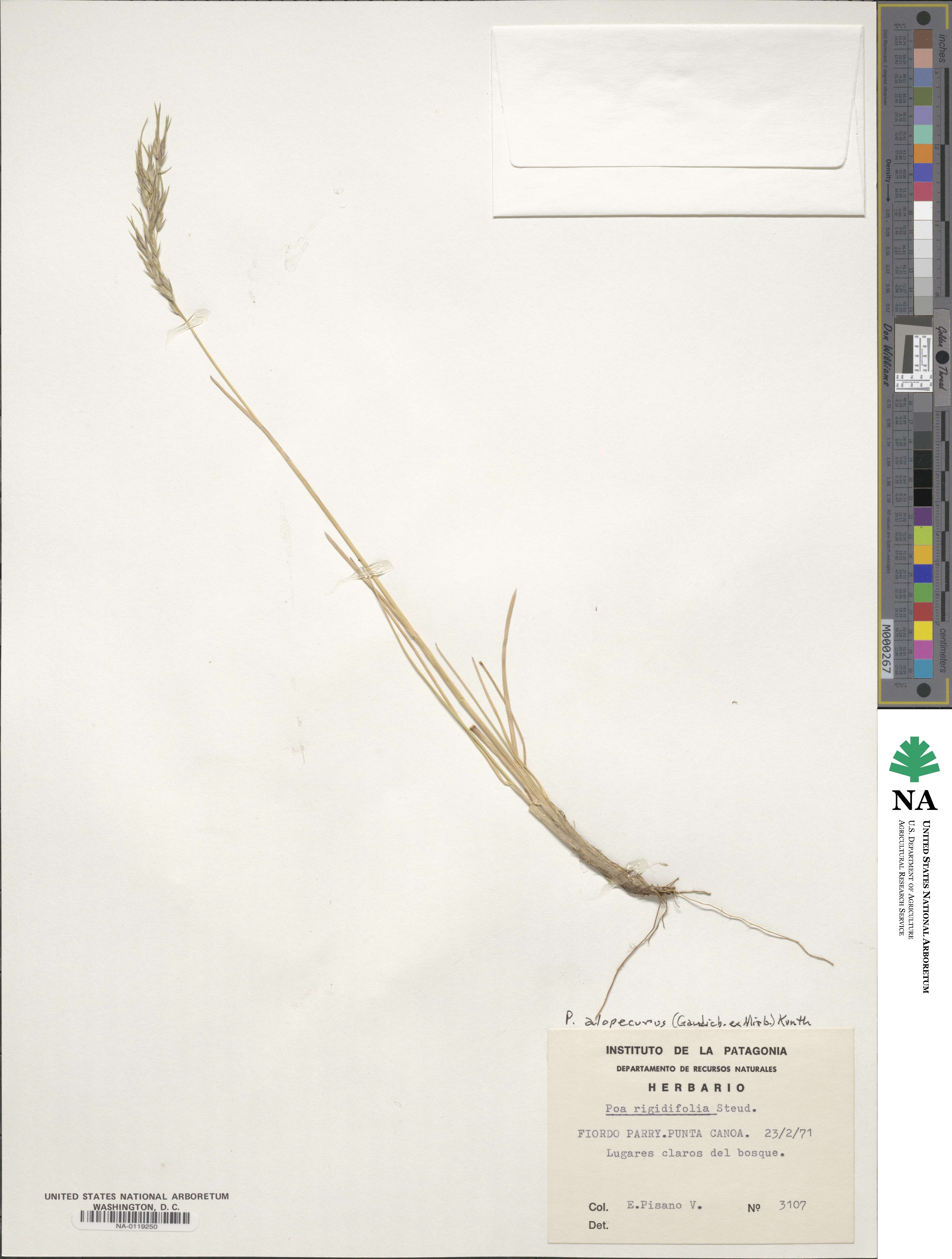 Poa alopecurus image