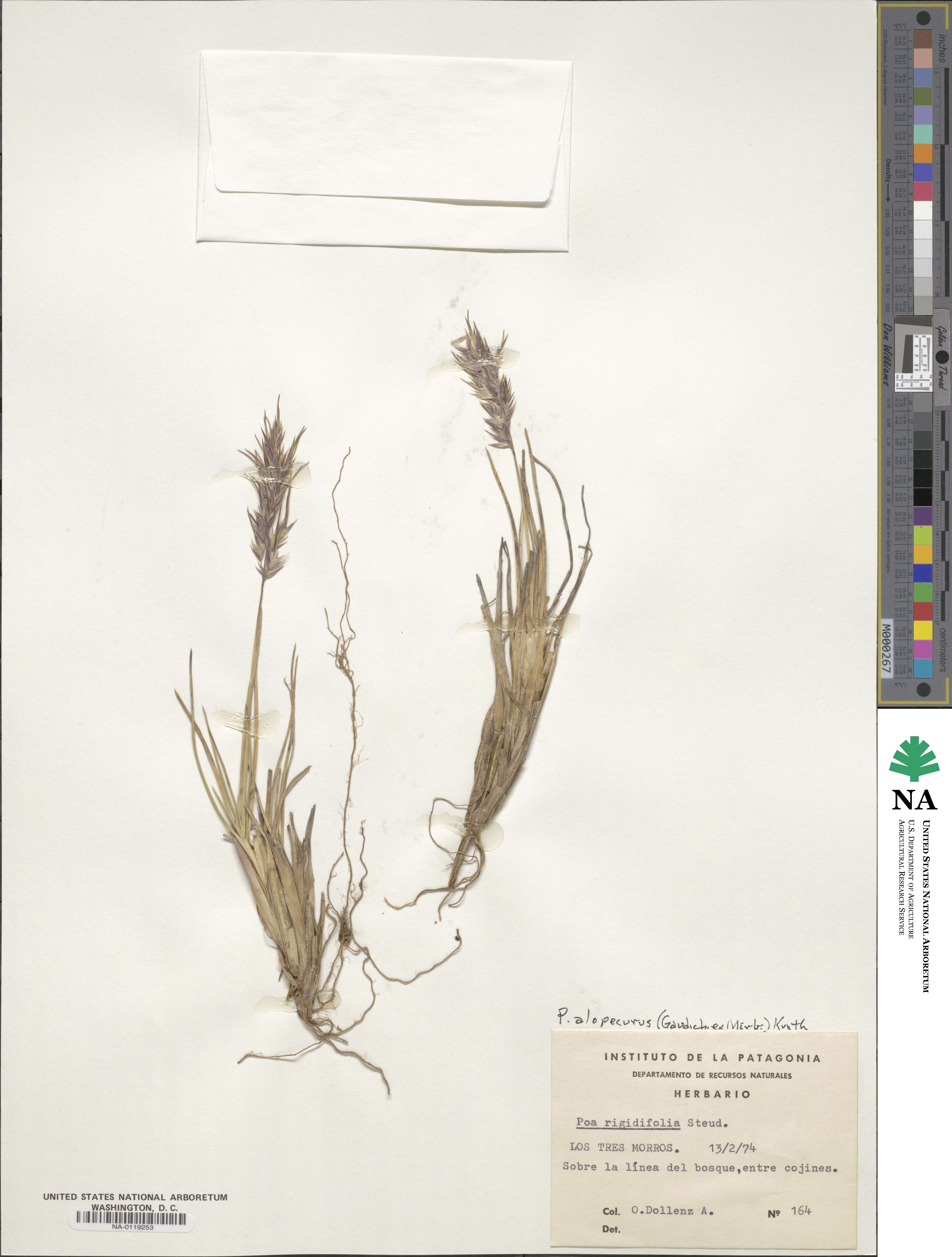 Poa alopecurus image