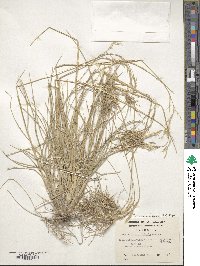 Poa alopecurus image