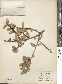 Quercus wislizenii var. frutescens image