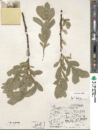 Salix commutata image