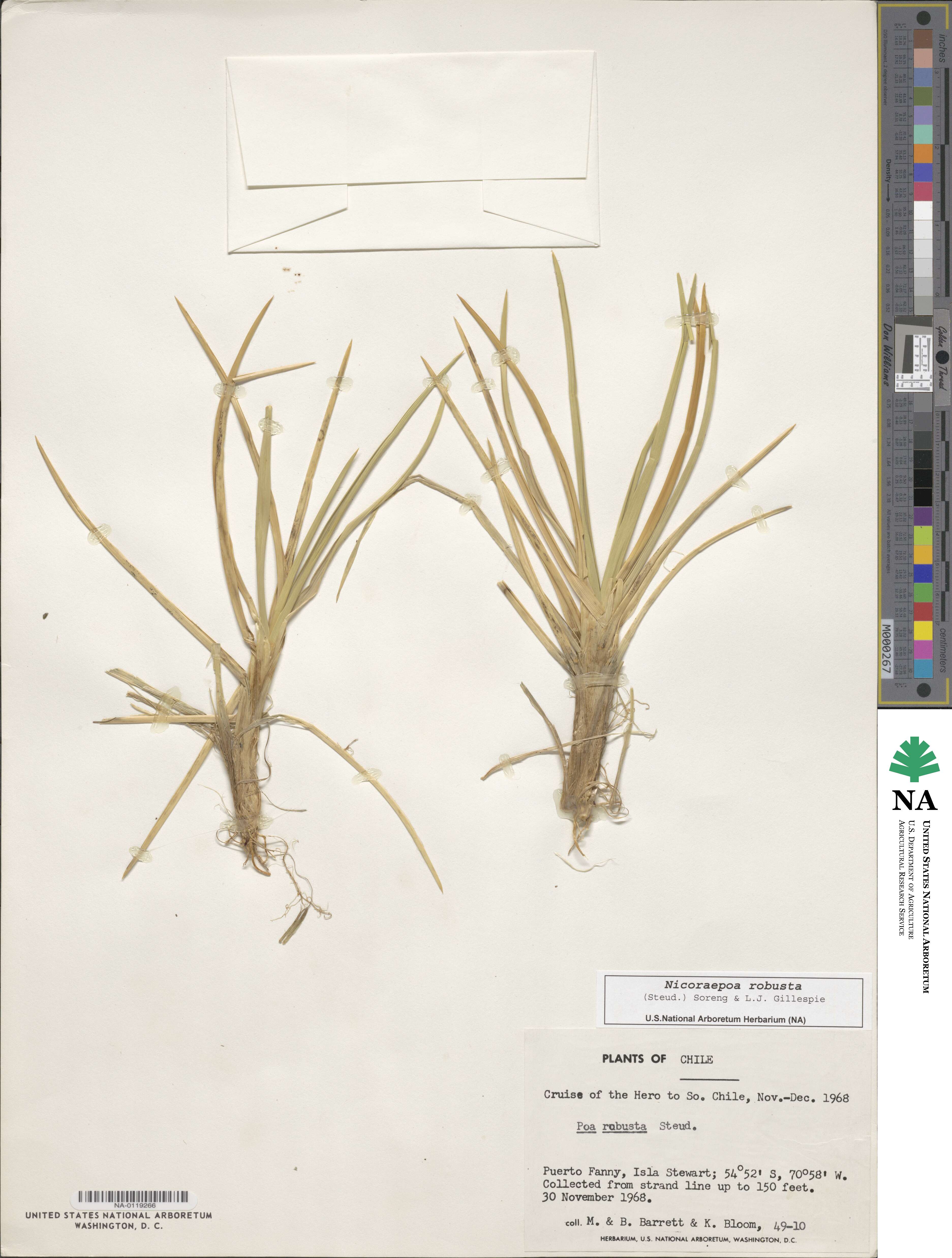 Nicoraepoa robusta image