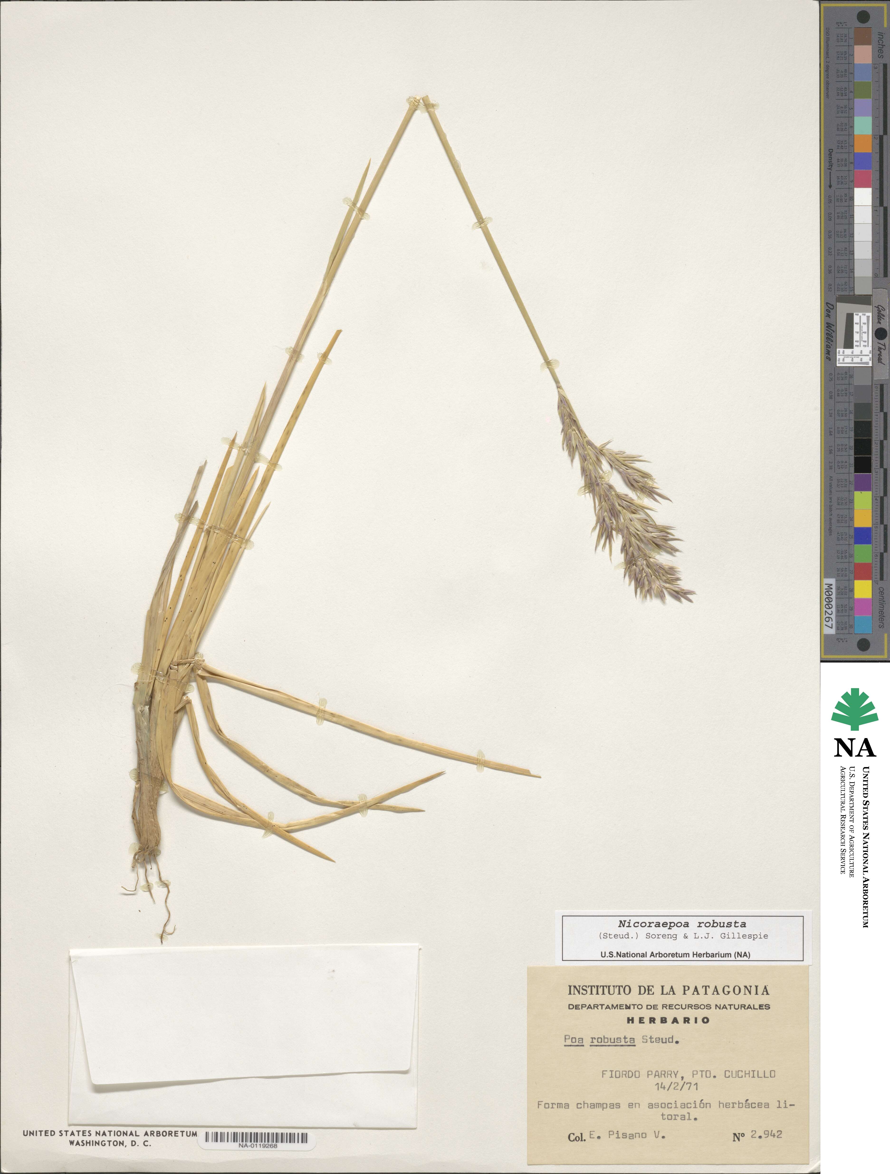 Nicoraepoa robusta image