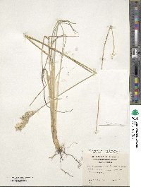 Poa alopecurus image