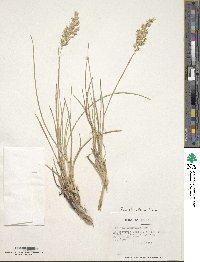 Poa obvallata image