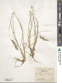 Poa yaganica image