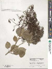 Syringa reticulata image