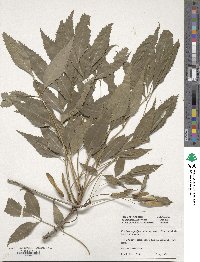 Fraxinus angustifolia subsp. syriaca image