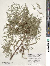 Platycladus orientalis image