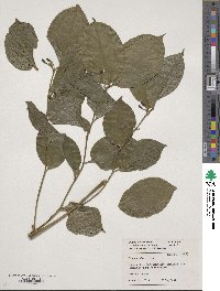 Image of Disporum uniflorum