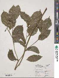 Disporum uniflorum image