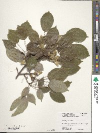 Acer buergerianum image