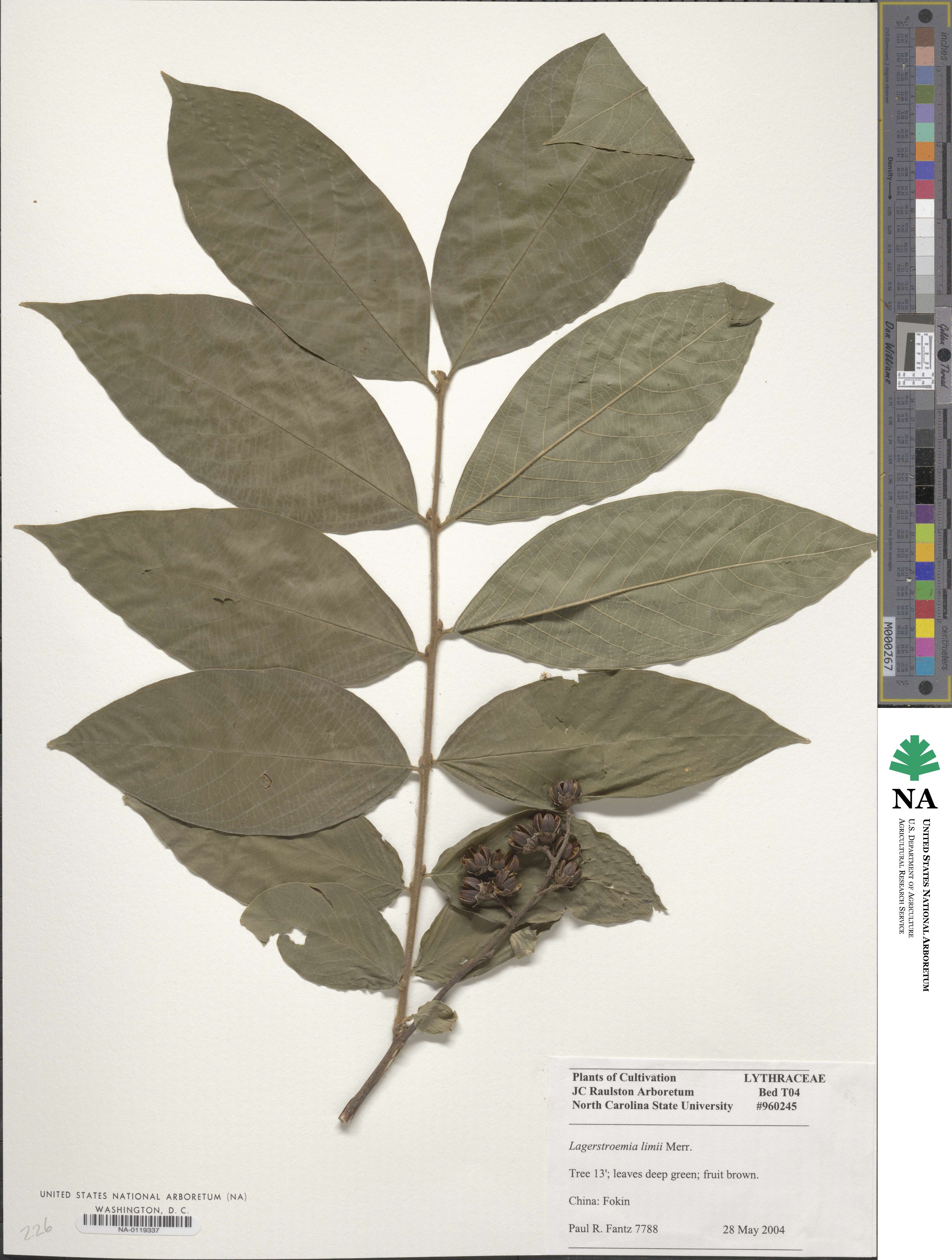 Lagerstroemia limii image