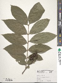 Lagerstroemia limii image