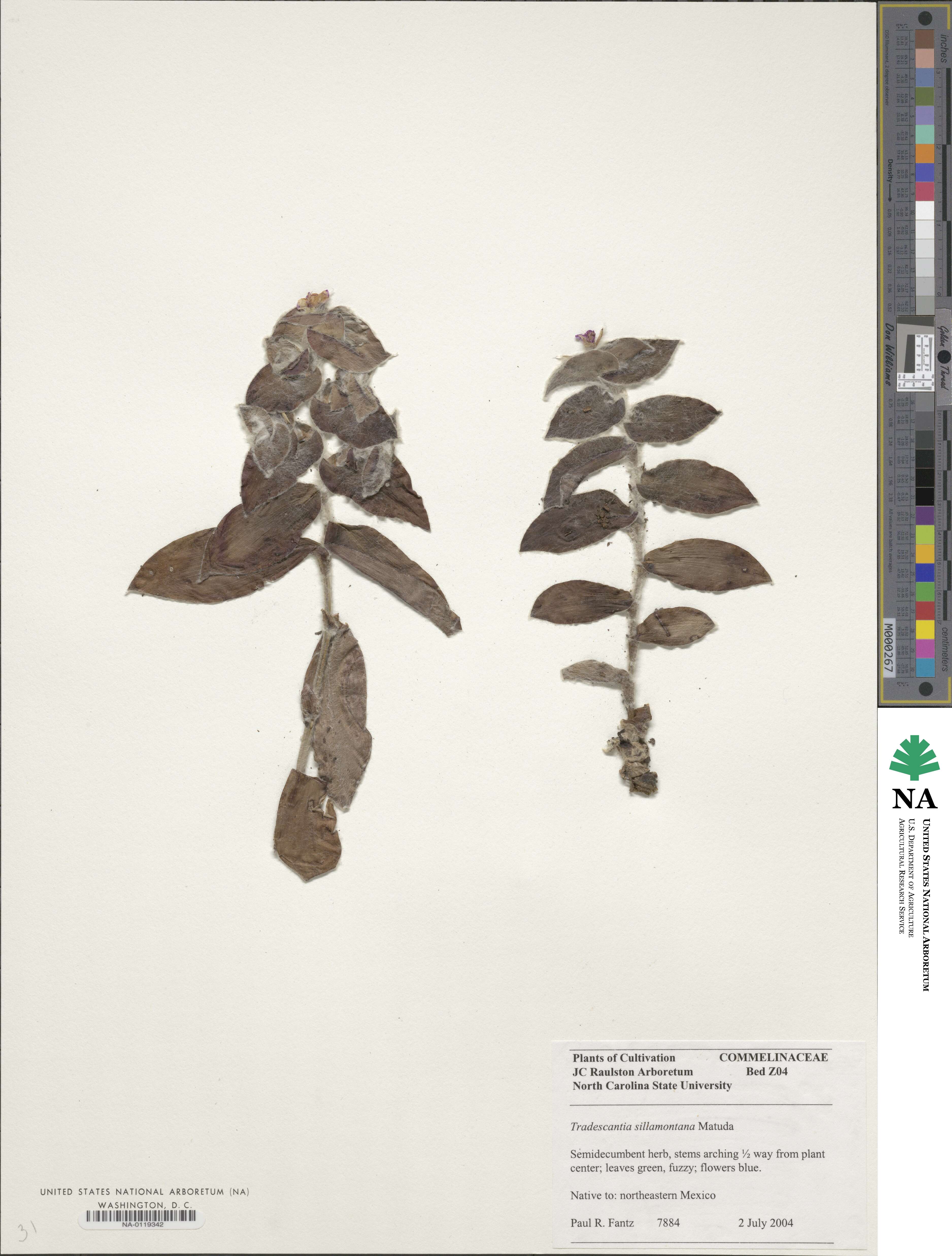 Tradescantia sillamontana image
