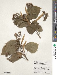 Tilia henryana image