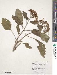 Hydrangea sikokiana image