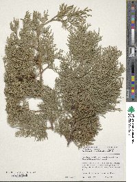 Platycladus orientalis image