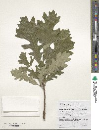 Quercus macrocarpa image