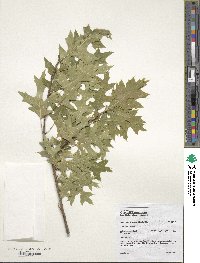 Quercus shumardii image