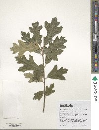 Quercus falcata image