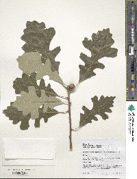 Quercus macrocarpa image