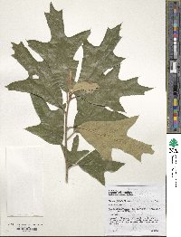 Quercus falcata image