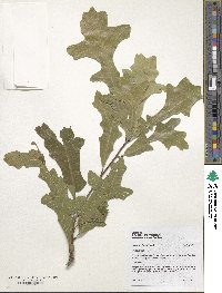 Quercus lyrata image