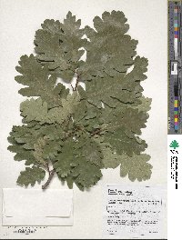 Quercus petraea subsp. polycarpa image