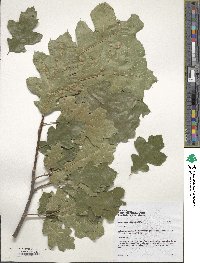 Quercus velutina image