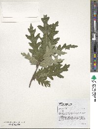 Quercus cerris image